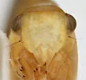 Acanalonia hadesensis - photo 2