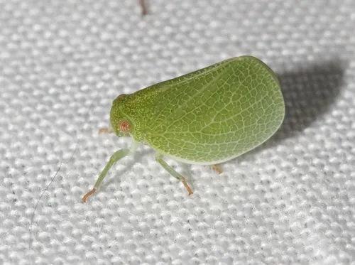 Acanalonia immaculata