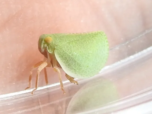 Acanalonia invenusta