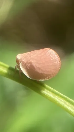 Acanalonia laticosta