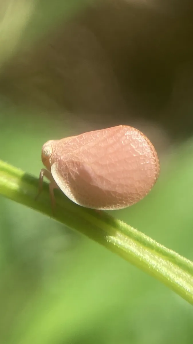 Acanalonia laticosta - photo 3