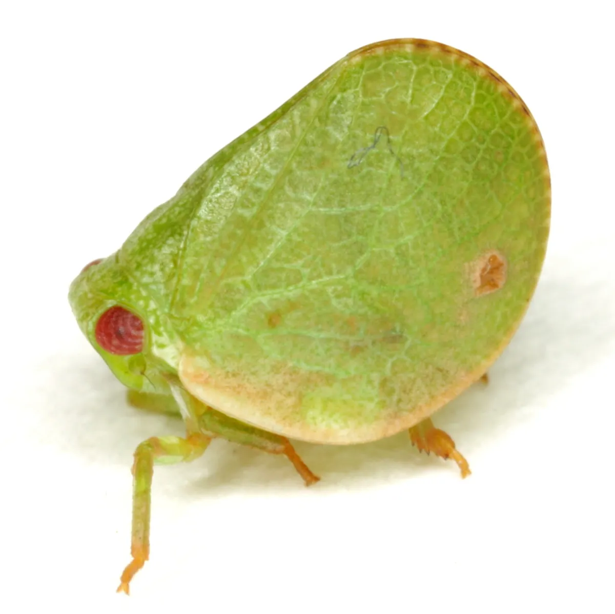 Acanalonia parva