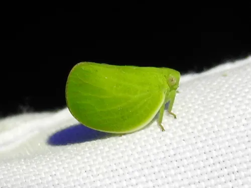 Acanalonia planata - photo 2
