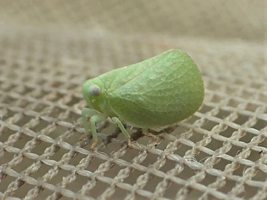 Acanalonia pumila