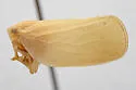 Acanalonia saltonia