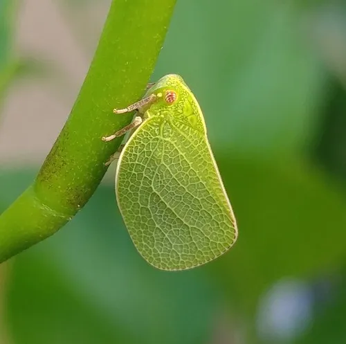 Acanalonia servillei
