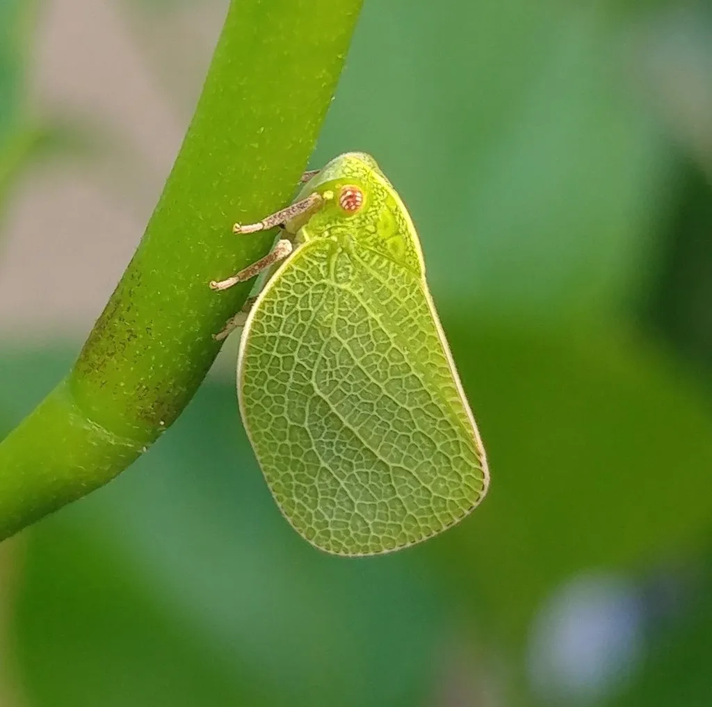 Acanalonia servillei - photo 2