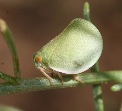 Acanalonia similis