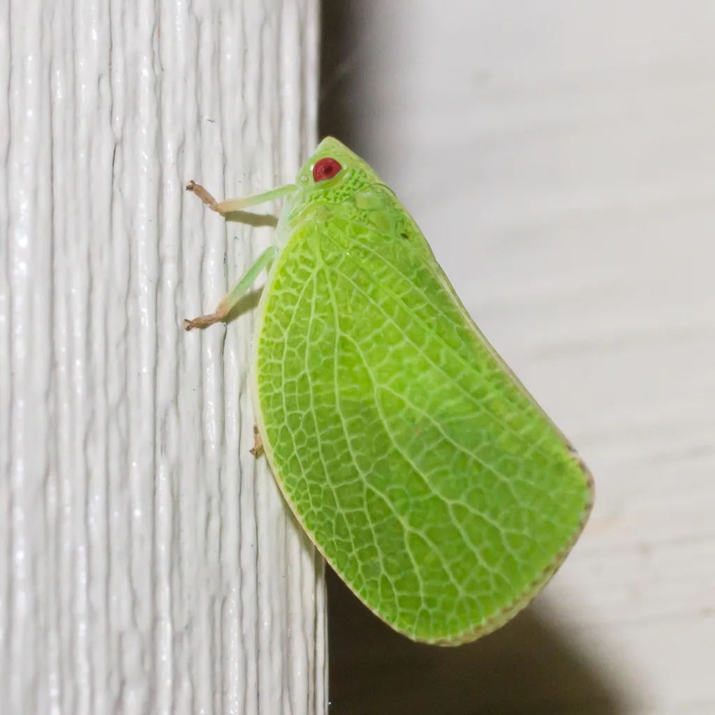 Acanaloniid Planthoppers - photo 2