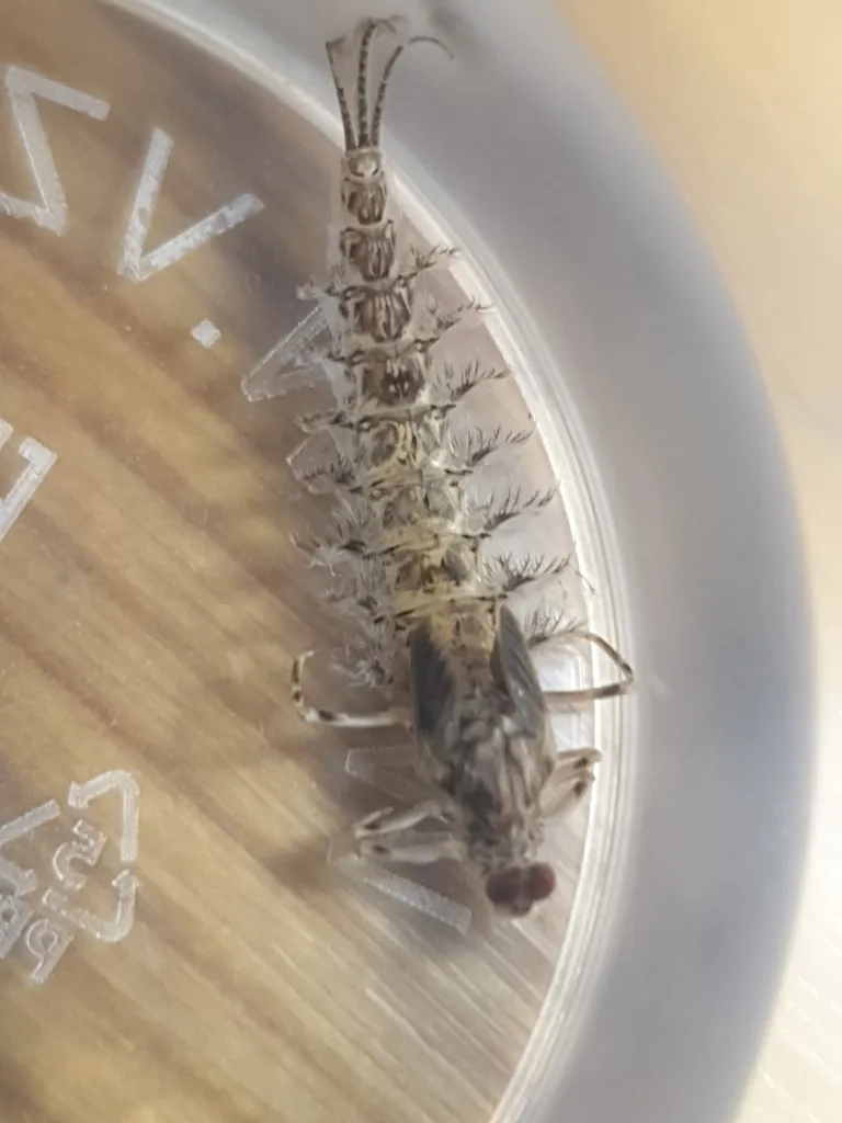 Sand-dwelling Mayflies - photo 2