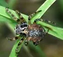 Acanthepeira cherokee