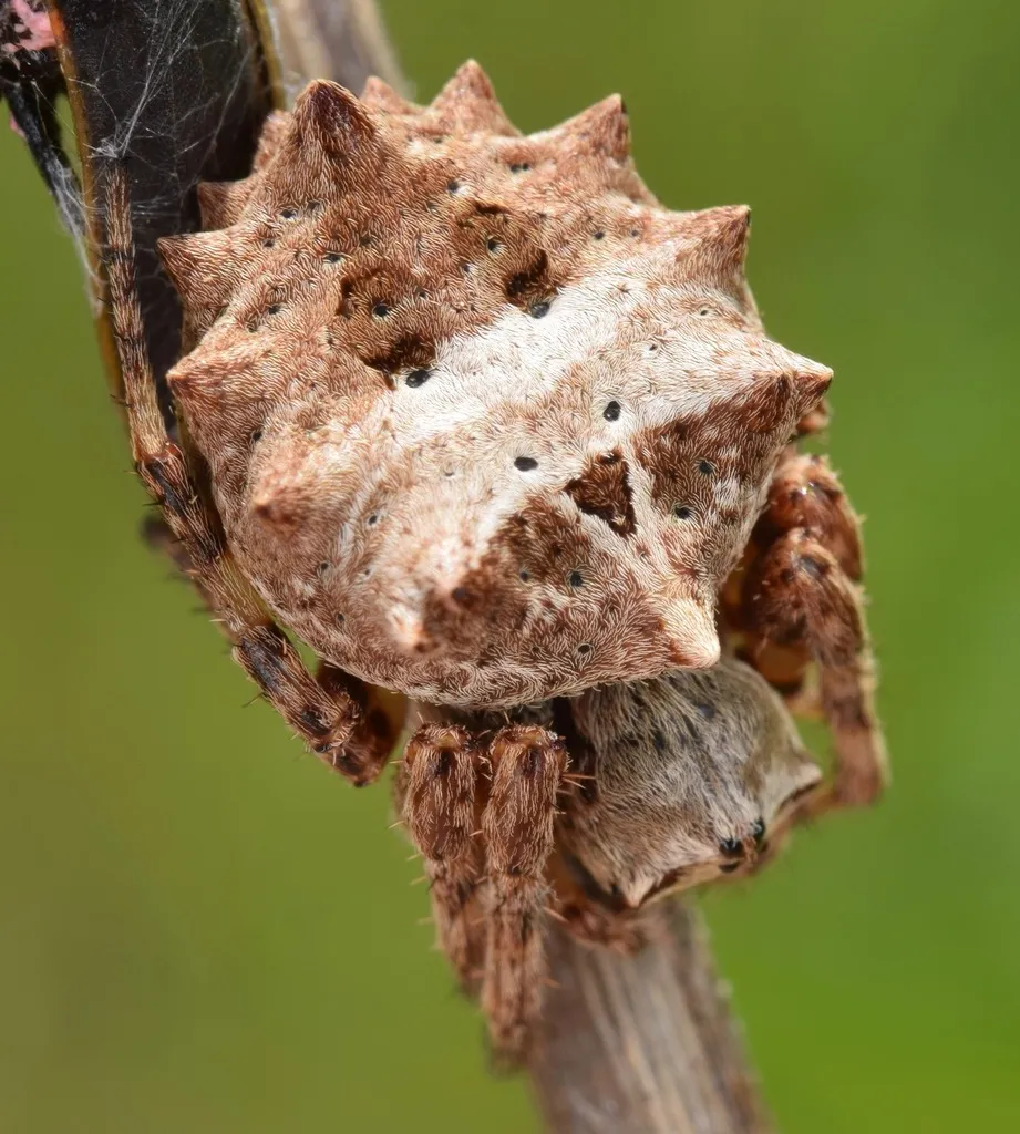 Starbellied Orbweaver - photo 2