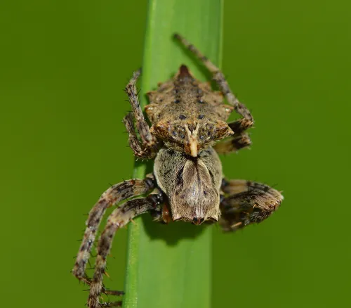 Starbellied Orbweaver - photo 4