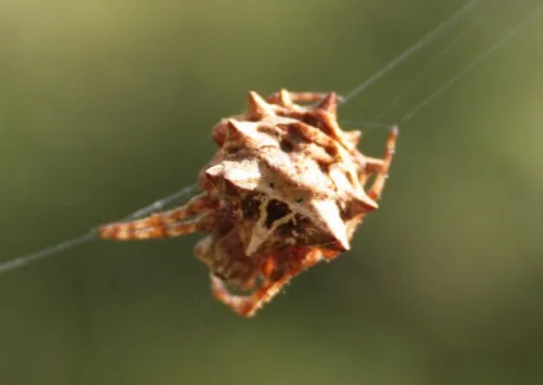 Starbellied Orbweaver - photo 5