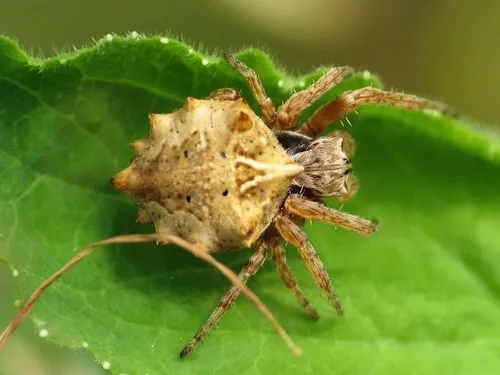 Starbellied Orbweaver - photo 6