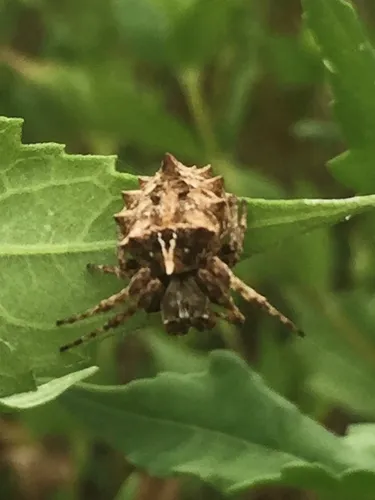 Starbellied Orbweaver - photo 7
