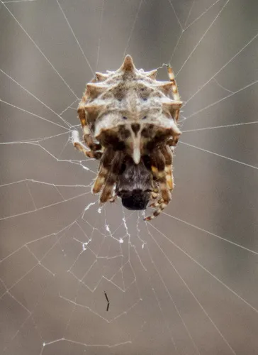Starbellied Orbweaver - photo 8
