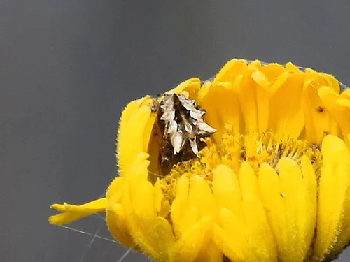 Acanthepeira venusta