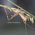 Slender Range Grasshopper