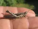 Slender Range Grasshopper - photo 3