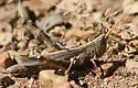 Slender Range Grasshopper - photo 4