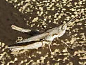 Slender Range Grasshopper - photo 5