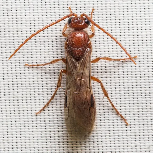 Acanthetropis aequalis - Acanthetropis aequalis