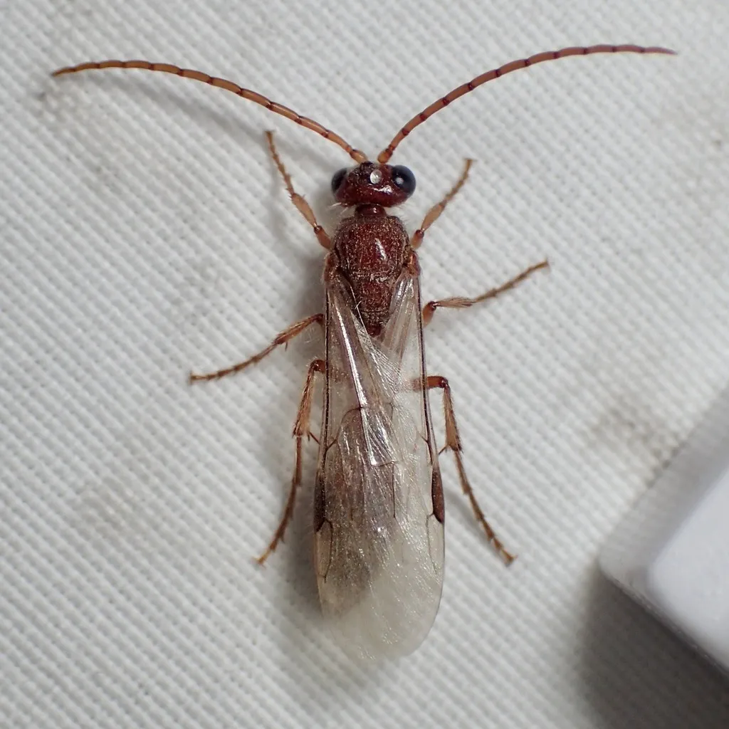 Acanthetropis idiotes - photo 2