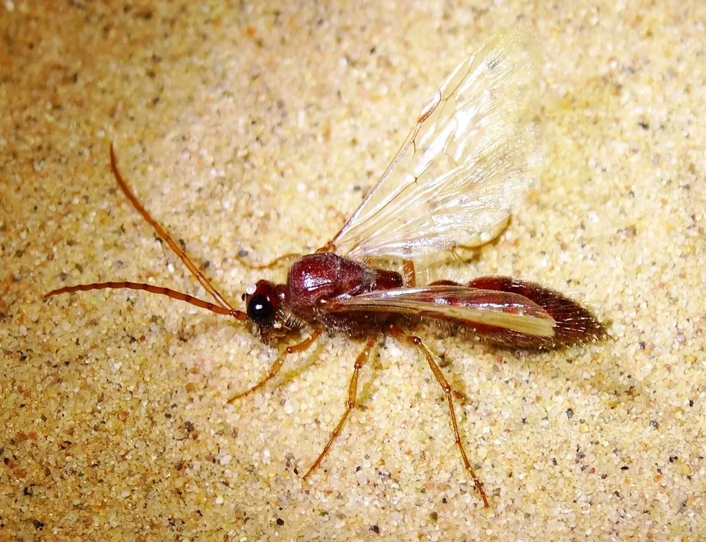 Acanthetropis lamellatus - photo 2