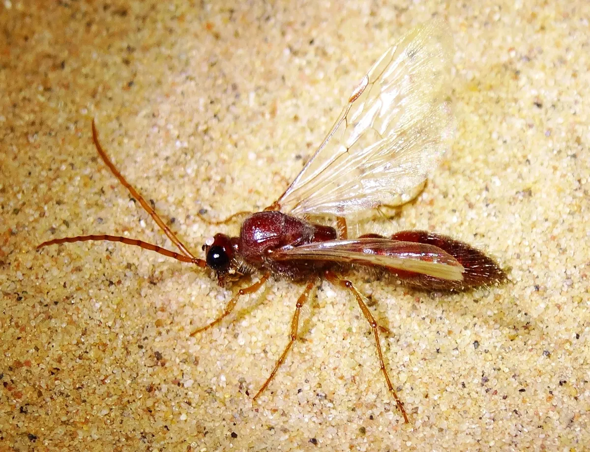 Acanthetropis lamellatus - photo 3