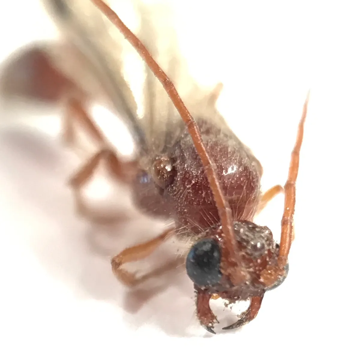 Acanthetropis noctivaga - photo 3