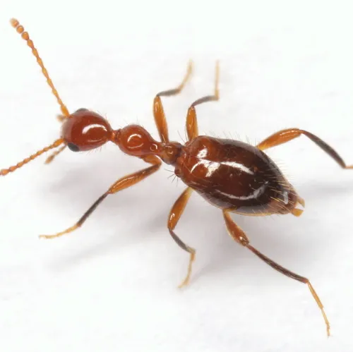 Acanthinus argentinus