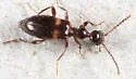 Acanthinus clavicornis - photo 2