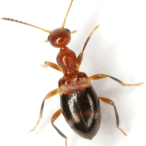 Acanthinus dromedarius - Acanthinus dromedarius