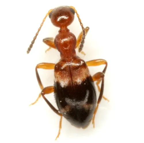 Acanthinus dromedarius - photo 2