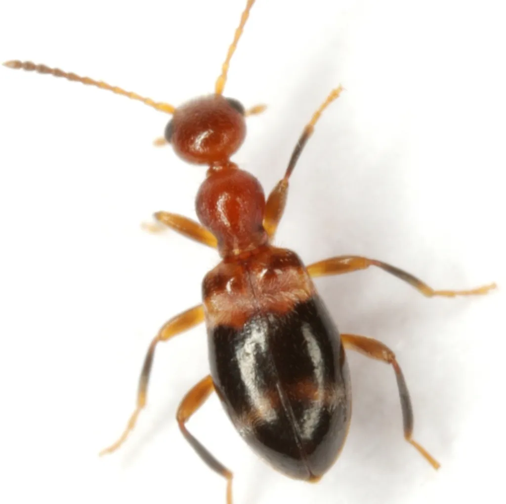 Acanthinus dromedarius - photo 3