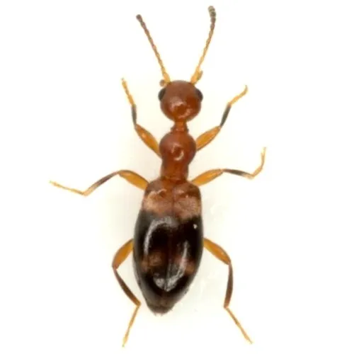 Acanthinus dromedarius - photo 4