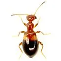 Acanthinus exilis