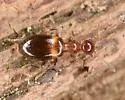 Acanthinus exilis - photo 2