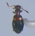 Acanthinus exilis - photo 3