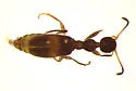 Acanthinus myrmecops