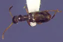 Acanthinus myrmecops - photo 2