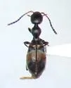 Acanthinus myrmecops - photo 4