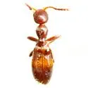 Acanthinus myrmecops - photo 5