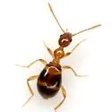 Acanthinus scitulus