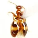 Acanthinus scitulus - photo 2
