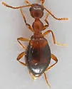 Acanthinus scitulus - photo 3