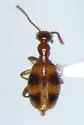 Acanthinus scitulus - photo 4