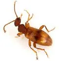 Acanthinus spinicollis