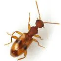 Acanthinus spinicollis - photo 2